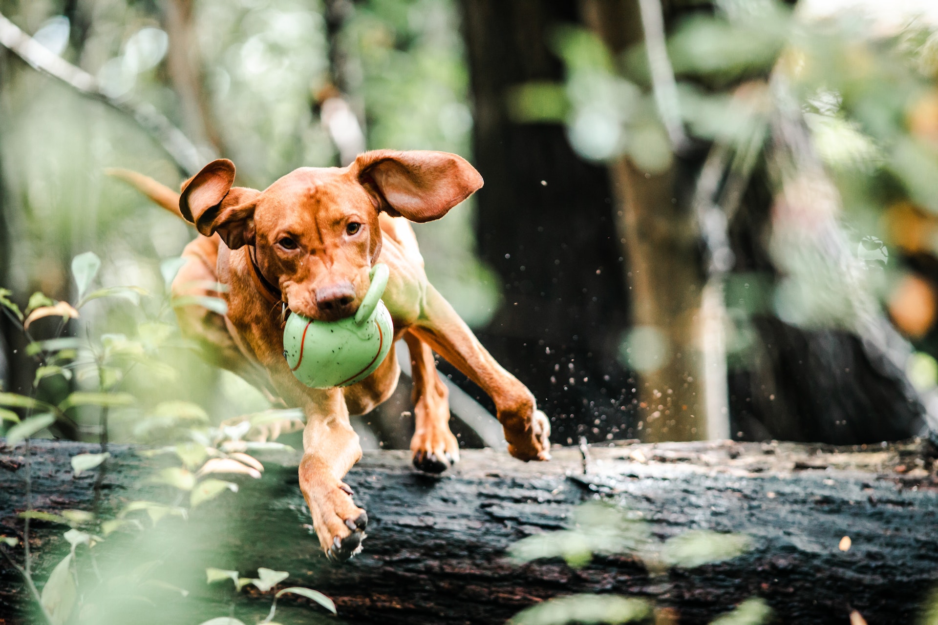 happy dog with tennis ball in mouth leaping over log