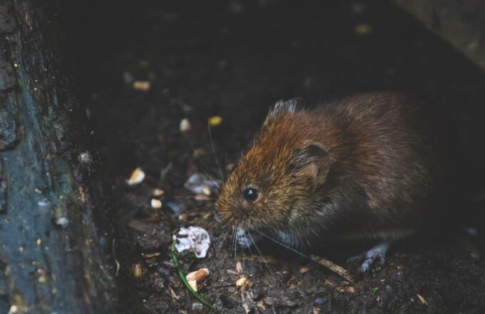 close-up of adorable brown vole nibbling on something