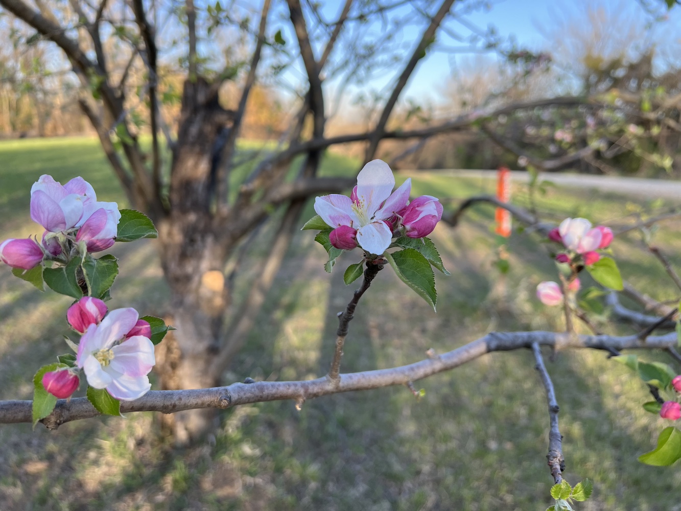 pink apple tree blossoms in early spring in southeast nebraska